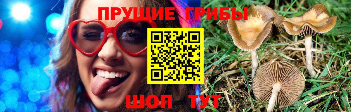 Можга  Галлюциногенные грибы ЛСД  Вход с VPN  Галлюциногенные грибы GOLDEN TEACHER 
